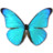 Morpho Rhetenor Cacica Icon